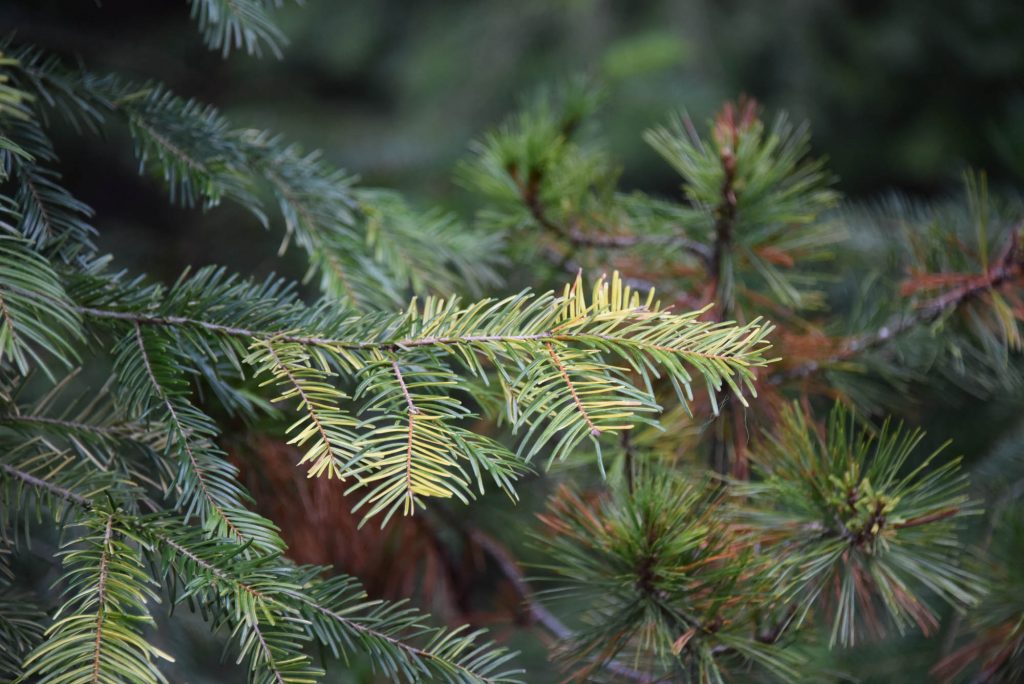 Close up branch of variegated grand fir tree Abies grandis 'Grandiose'