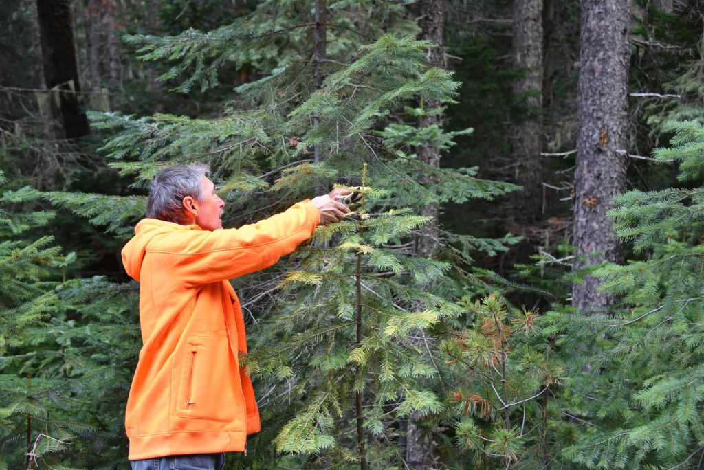 Harvesting a few scions for grafting Abies grandis 'Grandiose'