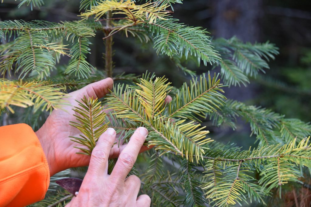 Grand fir Abies grandis 'Grandiose' with colorful variegation