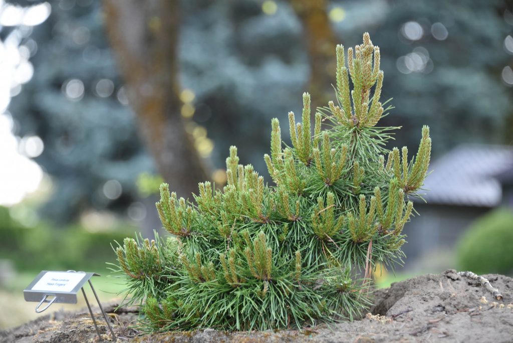 Pinus contorta 'Hexe Fingers' new growth