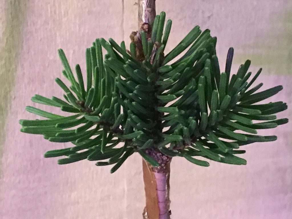 Abies amabilis 'Rock Star' freshly grafted scion in December 2020.