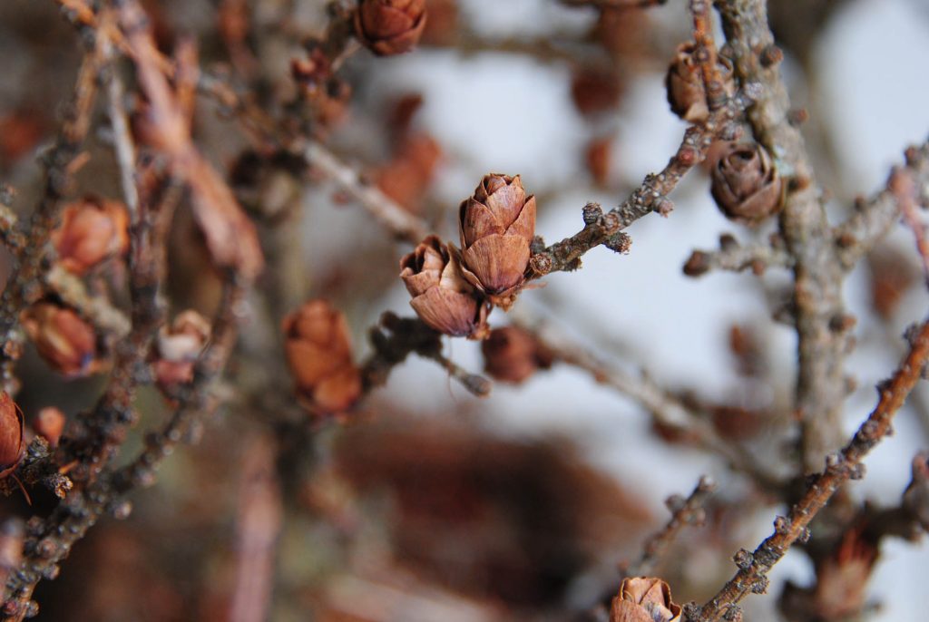 Larix laricina 'Cone-ucopia', close up of cones