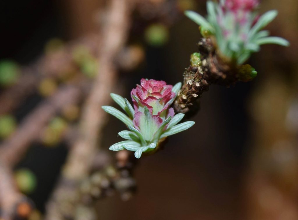 Larix laricina 'Cone-ucopia', first push!