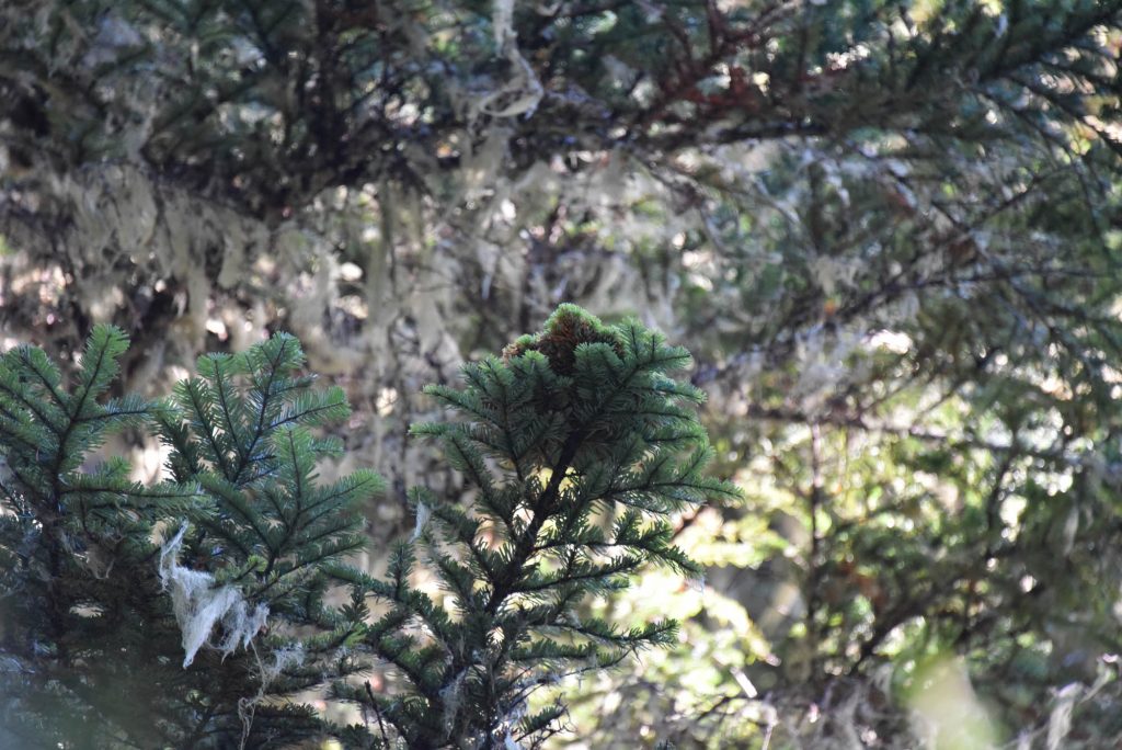 Abies amabilis 'Little Star' broom with mossy background.