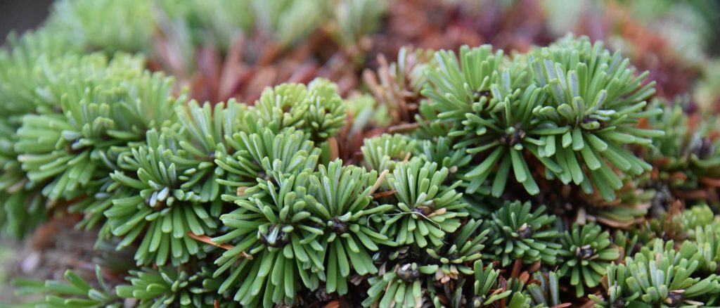 Close up of conifer broom, Abies amabilis 'Little Star'