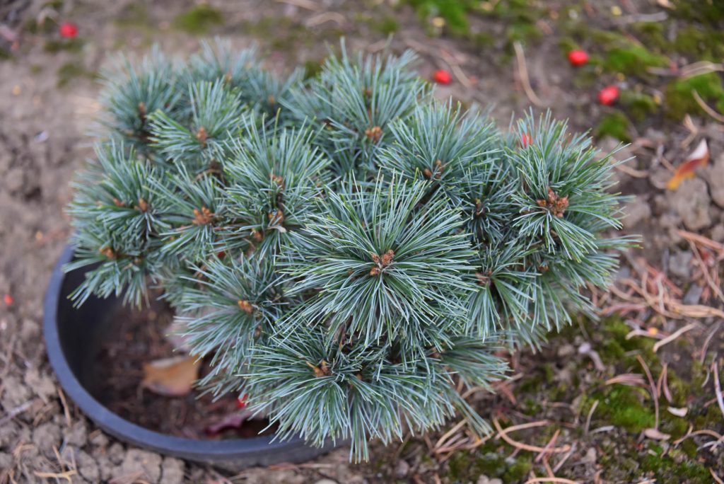 Beautiful blue Western white pine new cultivar 'Mini Monti'