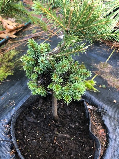 7 summers of growth, Picea mariana 'MinneHaHa'