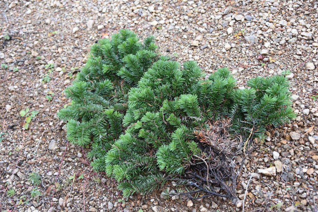 Abies amabilis 'Rock Star' newly harvested branch with scions for grafting