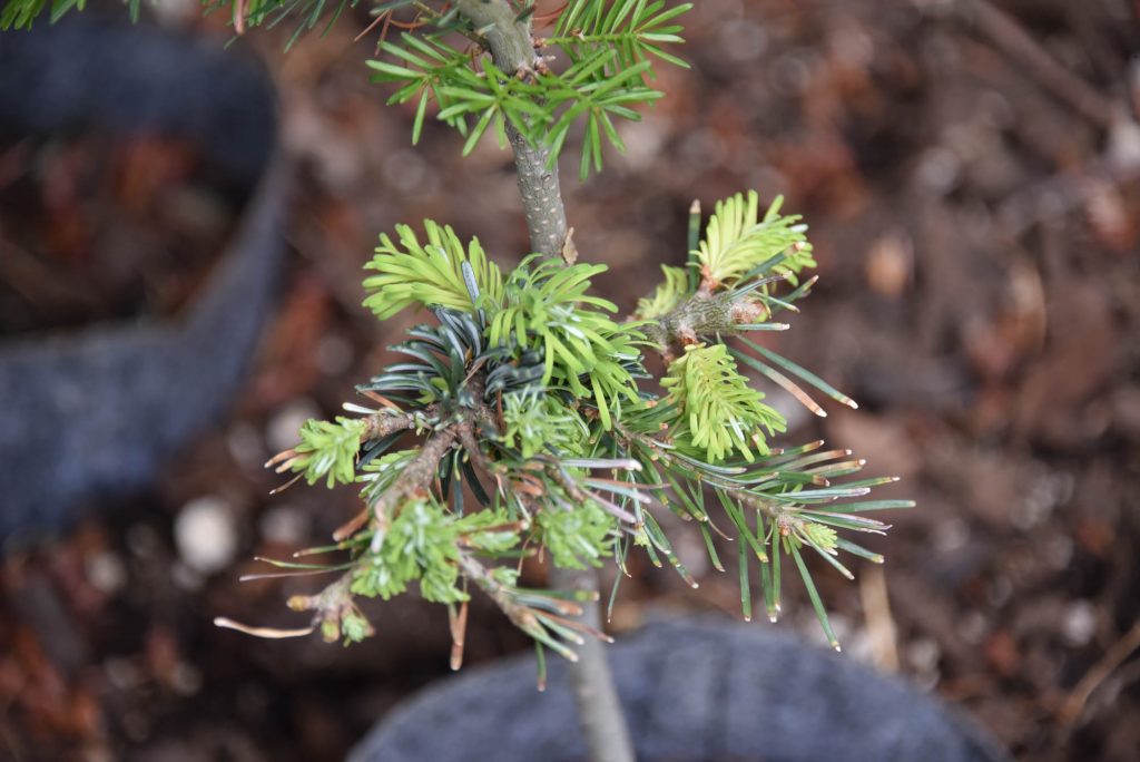 Abies amabilis ‘Shooting Star’ new Pacific fir broom cultivar  in 2020