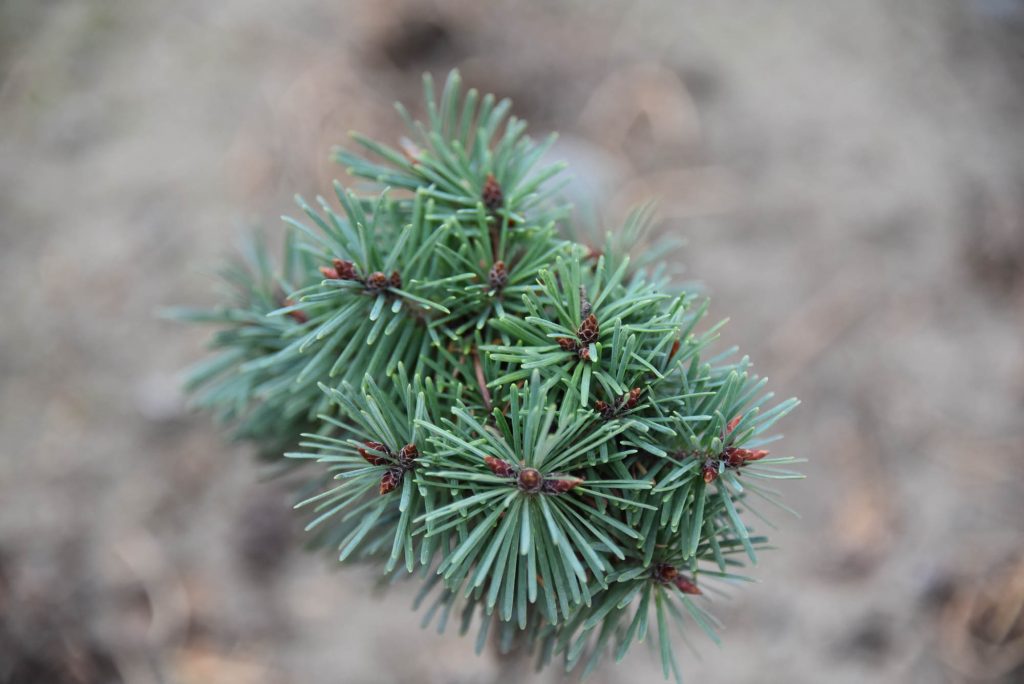 Pseudotsuga menziesii 'Sitting Pretty' summer 2020