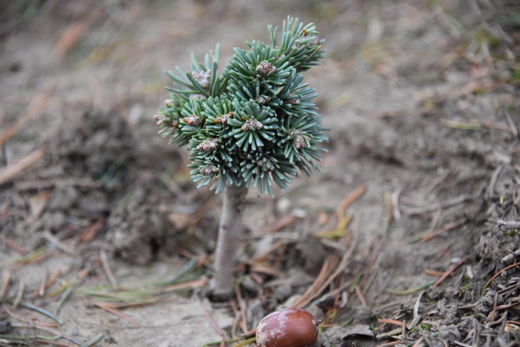 Abies lasiocarpa 'Stampede Pass' with tiny new growth