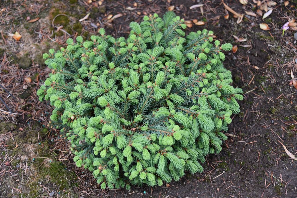 Cute Norway spruce cultivar 'Terrace Heights' sporting new spring growth.