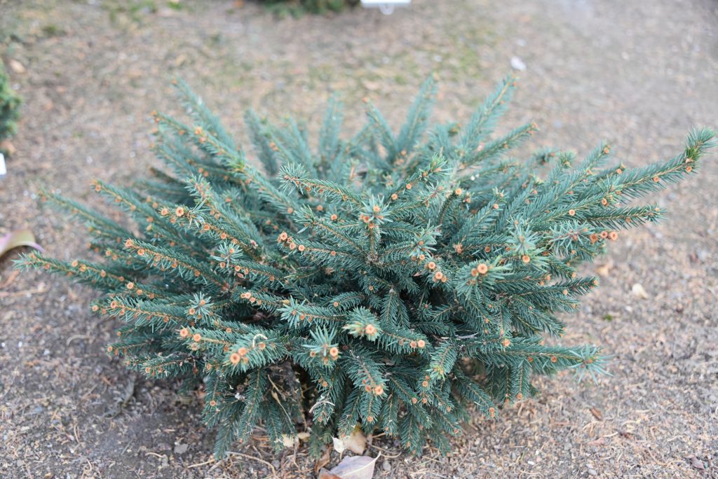 Picea abies new cultivar