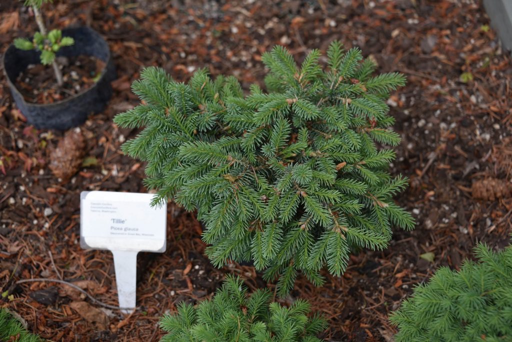 New White Spruce conifer cultivar 'Tillie'