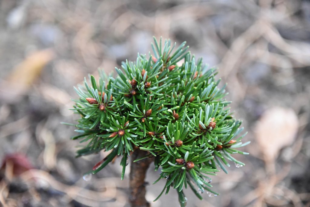 Pseudotsuga menziesii 'Tribble' new cultivar, 2 years old