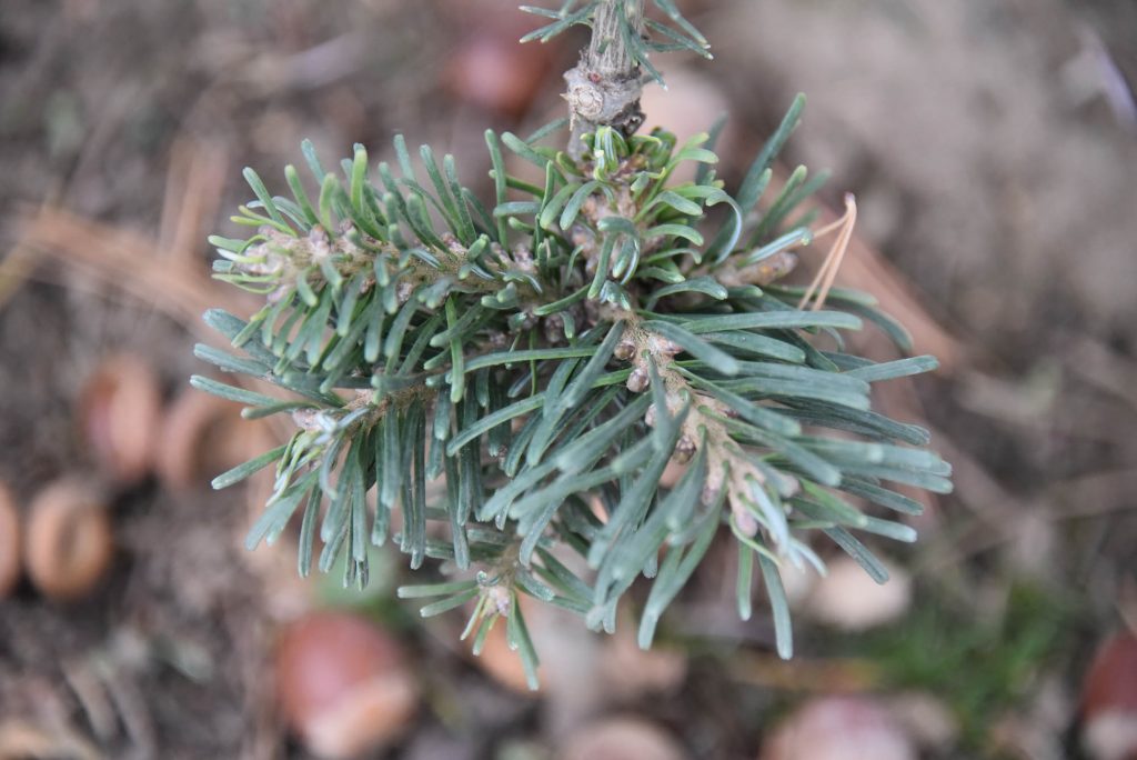 Abies amabilis 'White Pass'