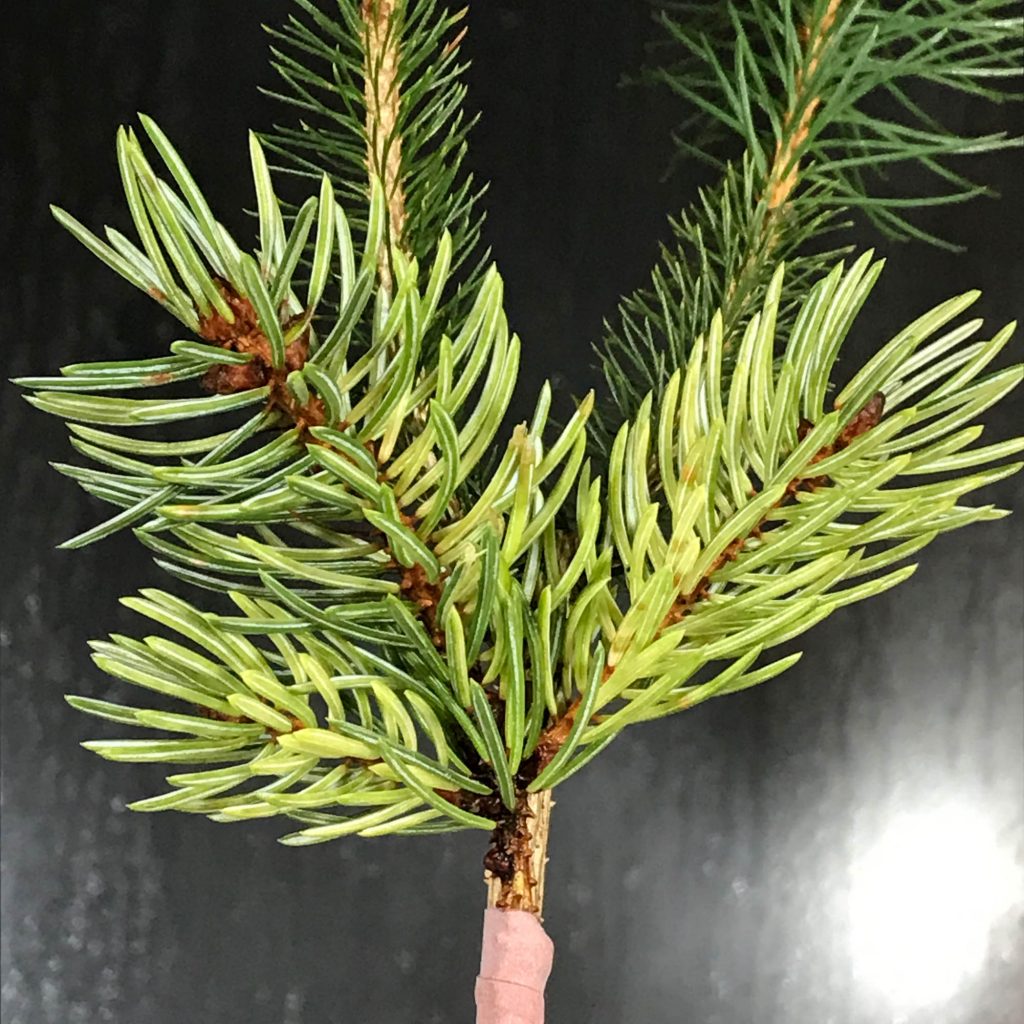 Newly grafted Picea engelmannii 'Whitewater'