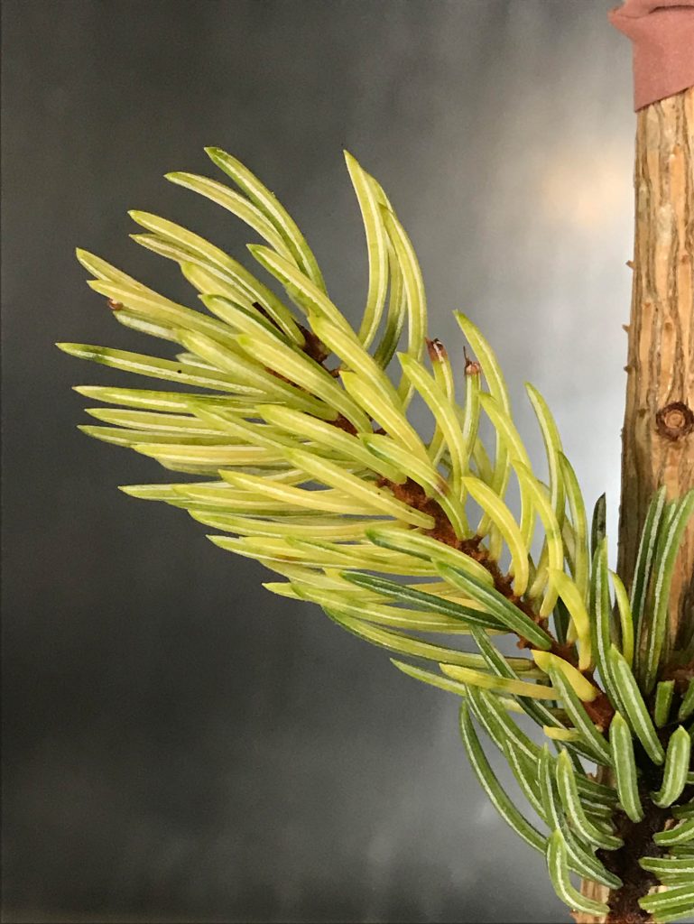 Variegated engelmann spruce 'Whitewater' scion freshly grafted.