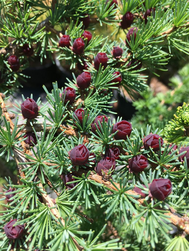 'Cone-ucopia' with beautiful female inflorescence