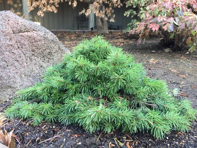 Pseudotsuga menziesii 'Cow Pie' broom, harvested in November 2020.