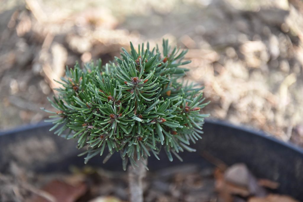 Pseudotsuga menziesii 'Tribble' new Douglas fir cultivar