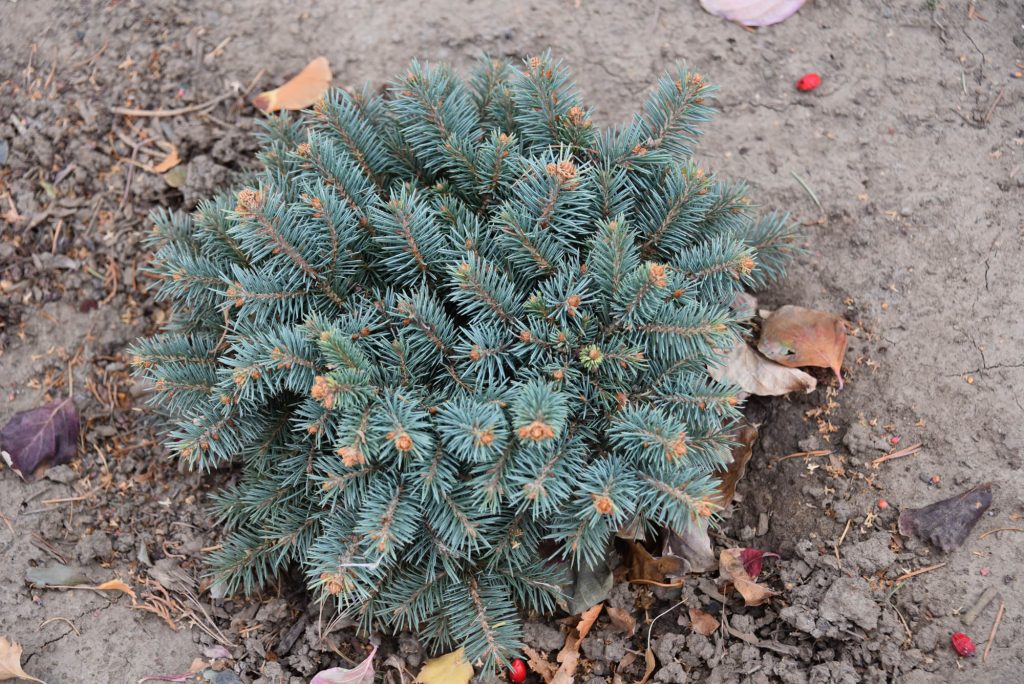 Picea engelmannii 'Big Sky' with 6 years growth