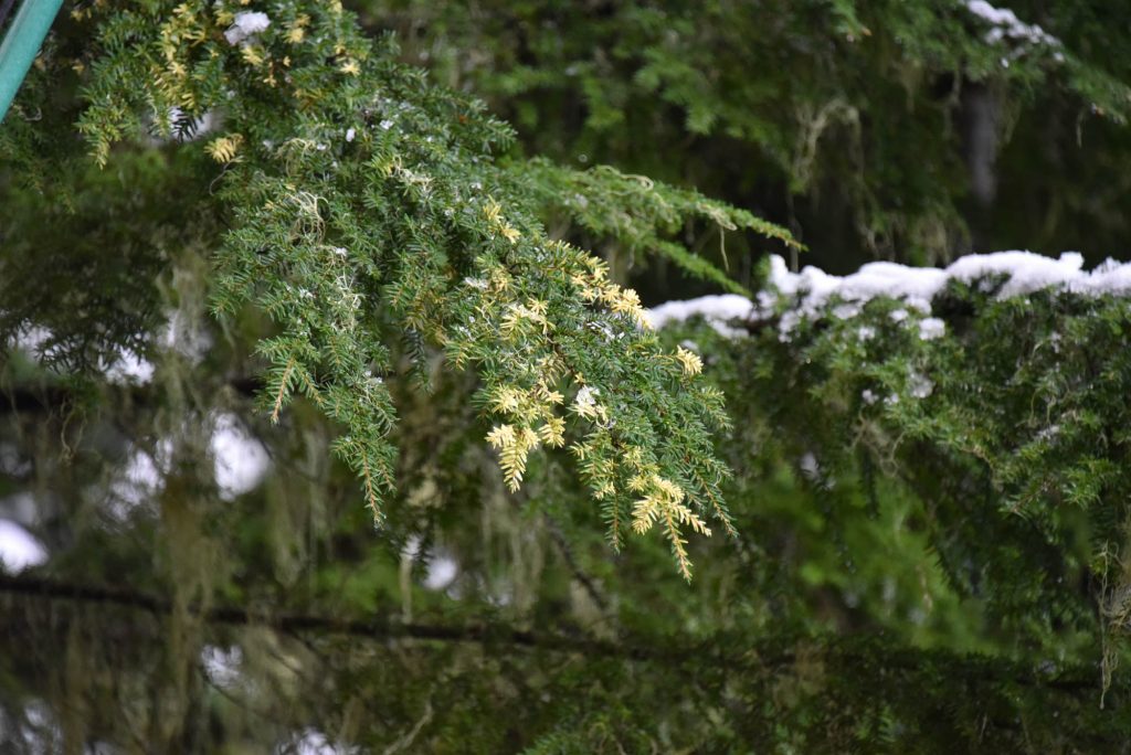 Western hemlock variegated sport, Tsuga heterophylla 'Cascade Confetti'