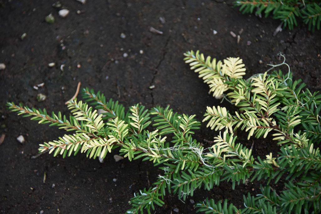 Tsuga heterophylla 'Cascade Confetti', close up