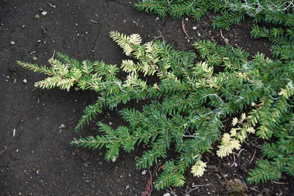 Tsuga heterophylla 'Cascade Confetti', harvested sport