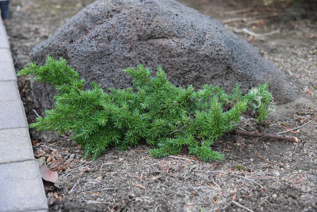 Tsuga heterophylla 'Ghidorah' broom cutting