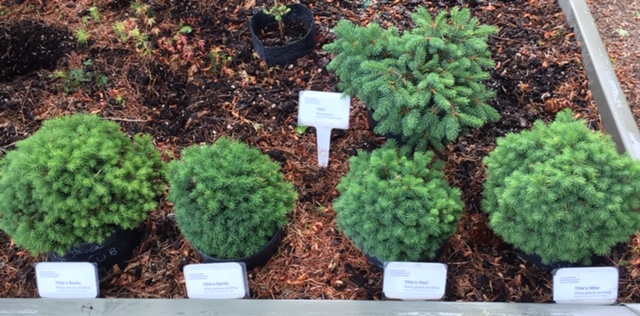 Picea glauca 'Tillie' seedlings!