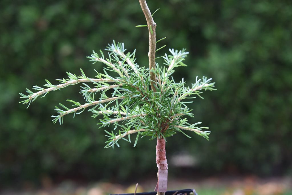 Western hemlock cultivar 'Ghidorah' 1 year old graft