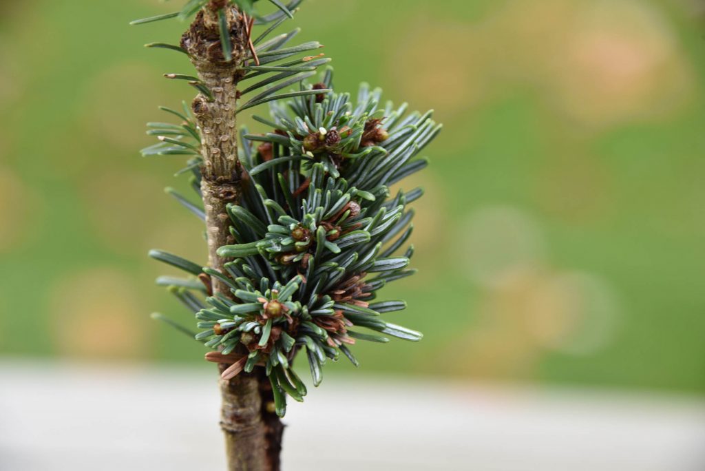 Tiny Pacific silver fir  cultivar, 'Stellar', 2 year old graft