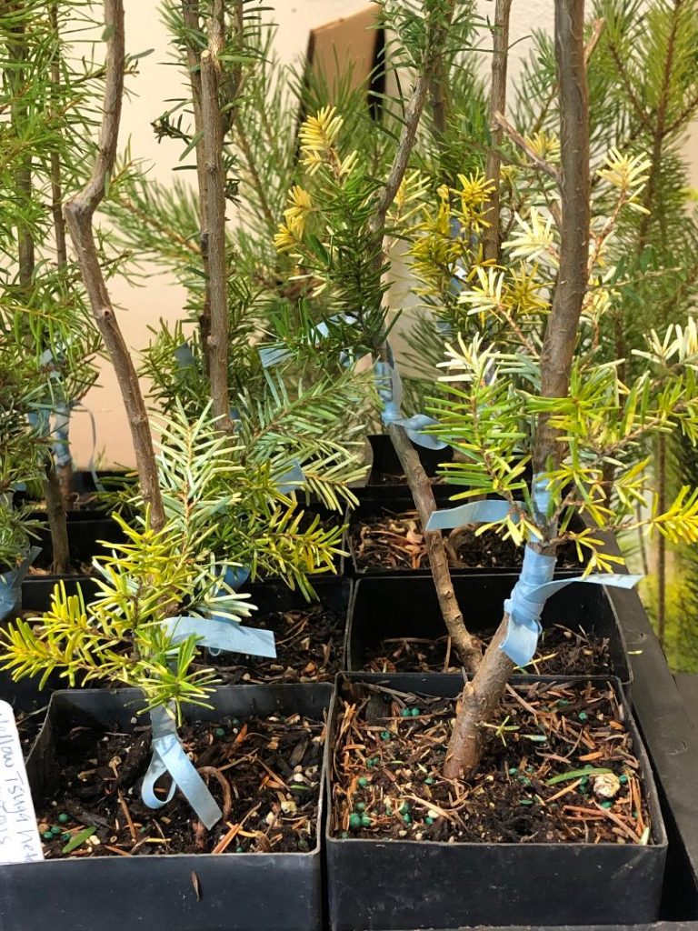 New cultivar grafts of  Western hemlock, Tsuga heterphylla 'Goldleaf'