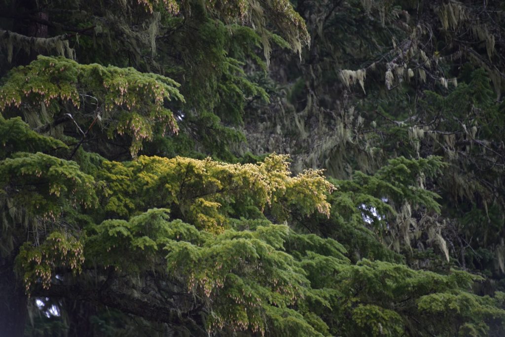 Tsuga heterophylla vaariegated sport in the Cascade Mountains