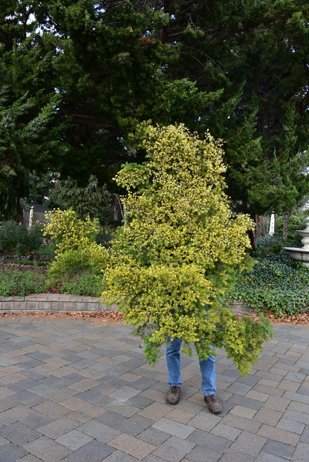 Golden branch from a Western hemlock, Tsuga heterophylla