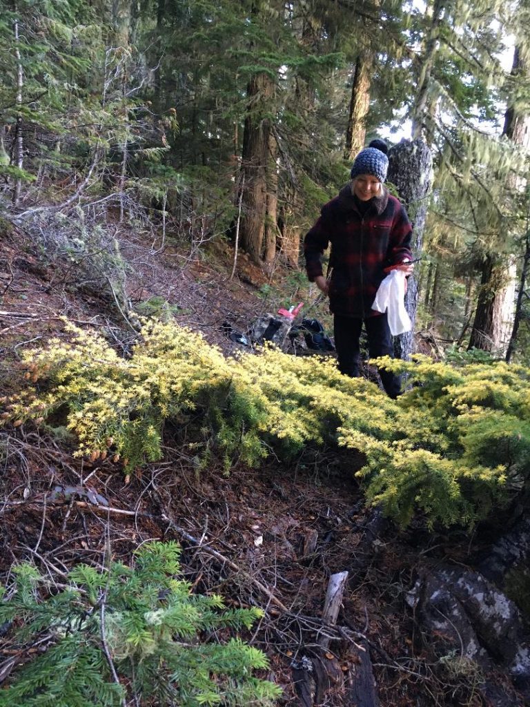 harvesting mountain hemlock golden sport 'Goldleaf'