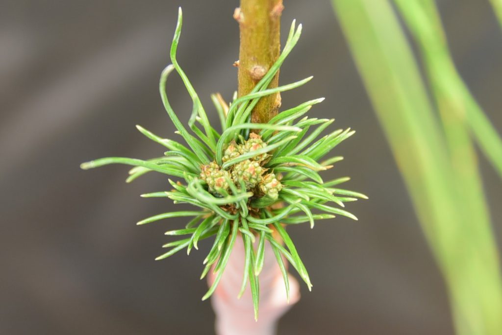 Pinus parviflora 'Netsuke' new graft 2022