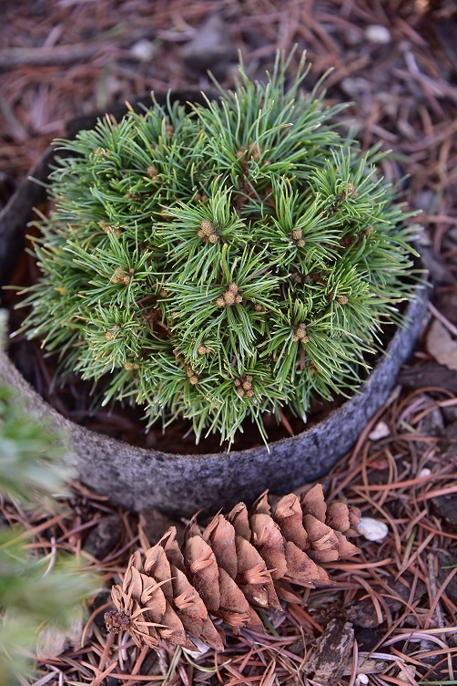 Tiny Japanese white pine cultivar named 'Netsuke' 