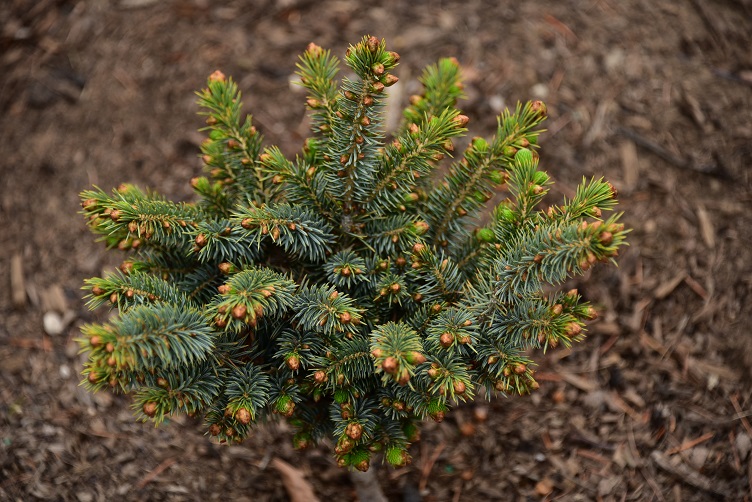 Sitka spruce cultivar, bicolored