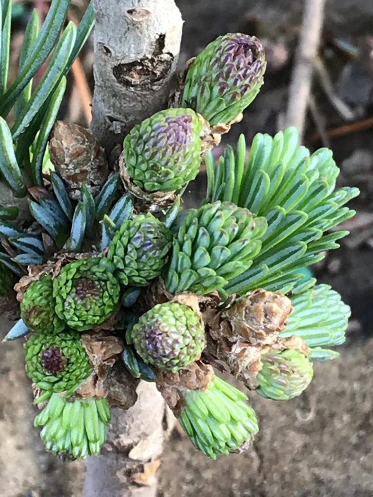 Subalpine fir new cultivar with purple buds, 'Stampede Pass'