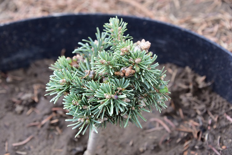 Subalpine fir 'Stampede Pass' spring push 2022