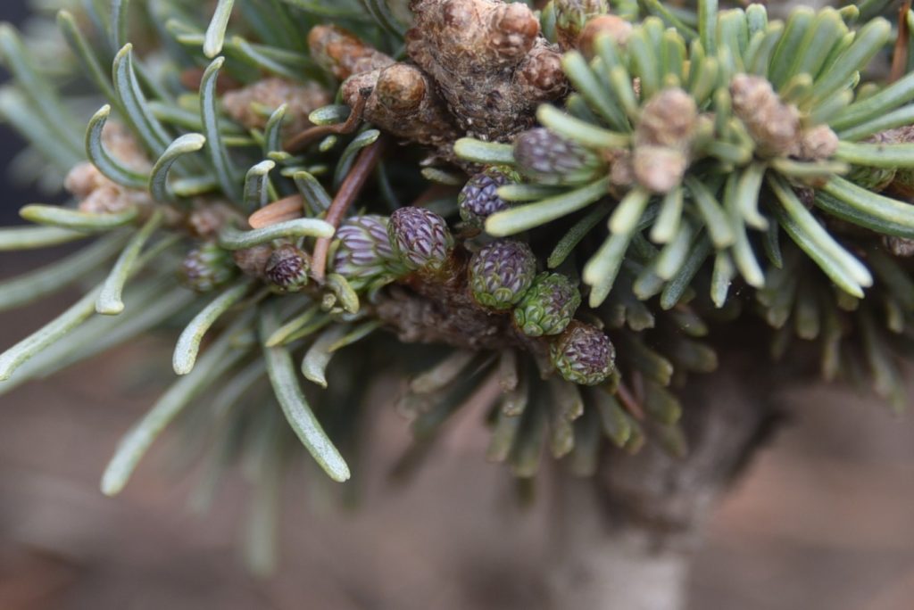 Abies lasiocarpa 'Stampede Pass' with purple buds in the spring!