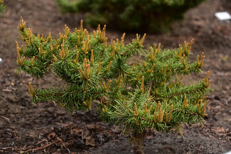 Jack pine broom, new cultivar 'Jackpot'