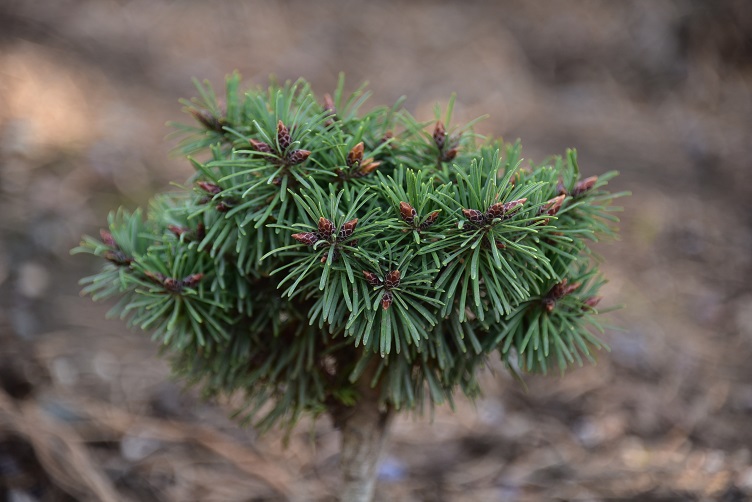 Doug fir cultivar Sitting Pretty with slow growth rate