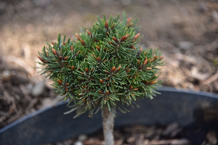 Doug fir broom cultivar, Tribble, Spring 2022