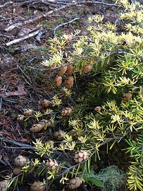 Tsuga heterophylla, Western hemlock, golden sport, has numerous cones!