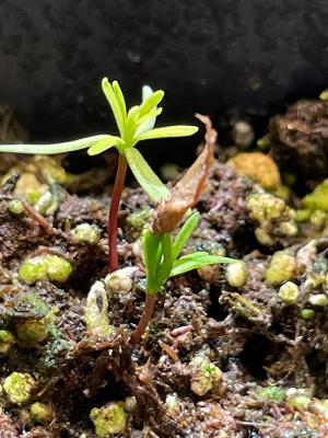 yellow seedling from Western hemlock 'Goldleaf'