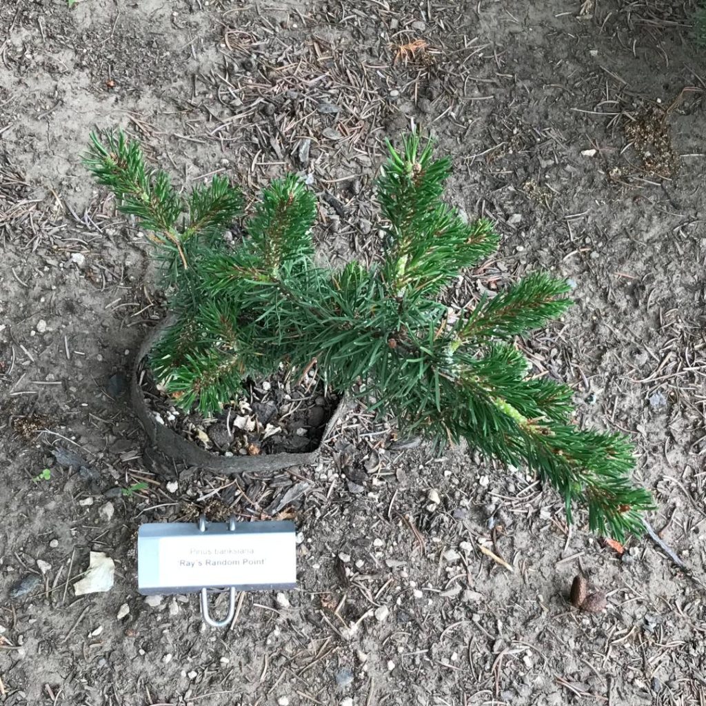 Pinus banksiana 'Ray's Random Point' new jack pine cultivar