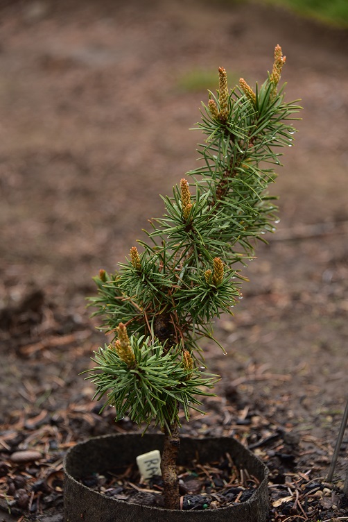 'Ray's Random Point' interesting Jack pine cultivar.